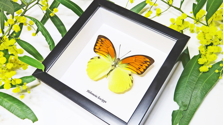 Butterfly in frame Hebomoia leucippe Bits & Bugs 