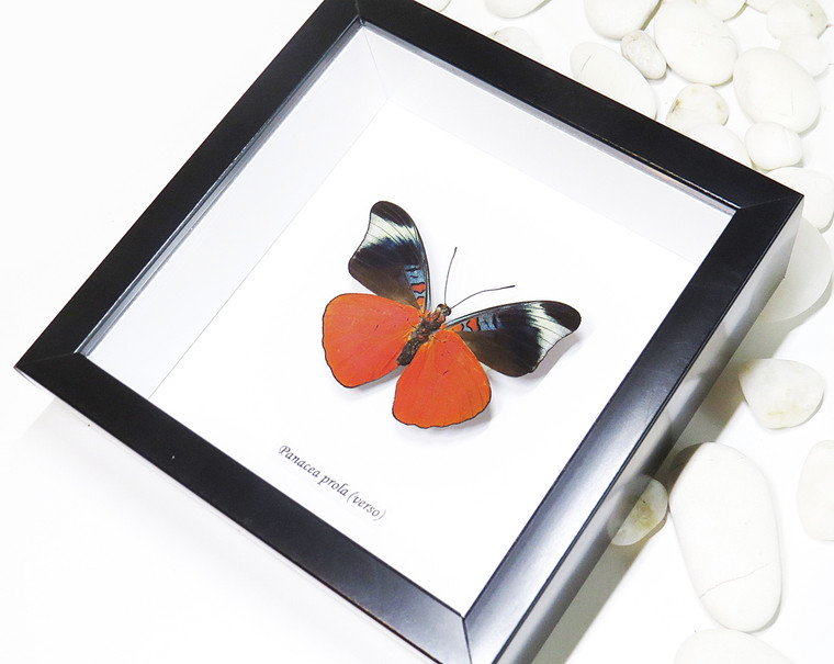 butterfly for sale in frame Australia Panacea prola Bits and Bugs