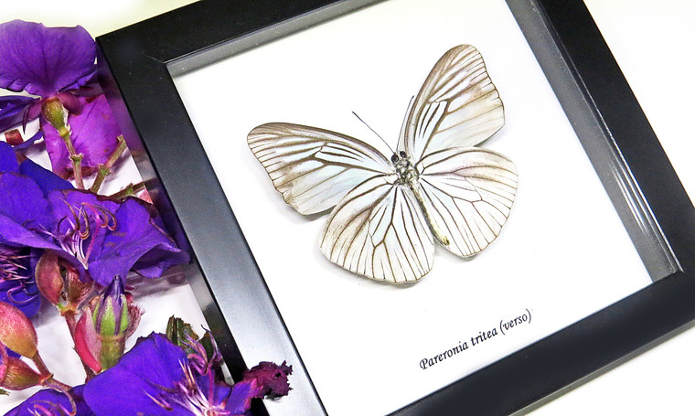 Framed butterflies Pareronia tritea Bits & Bugs