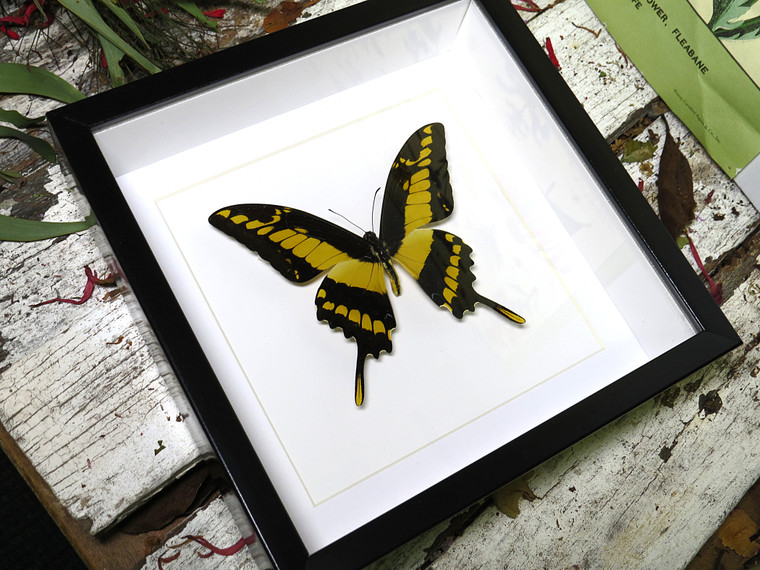  Papilio thoas