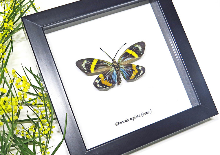 Framed Moths Eterusia repleta Bits & Bugs 