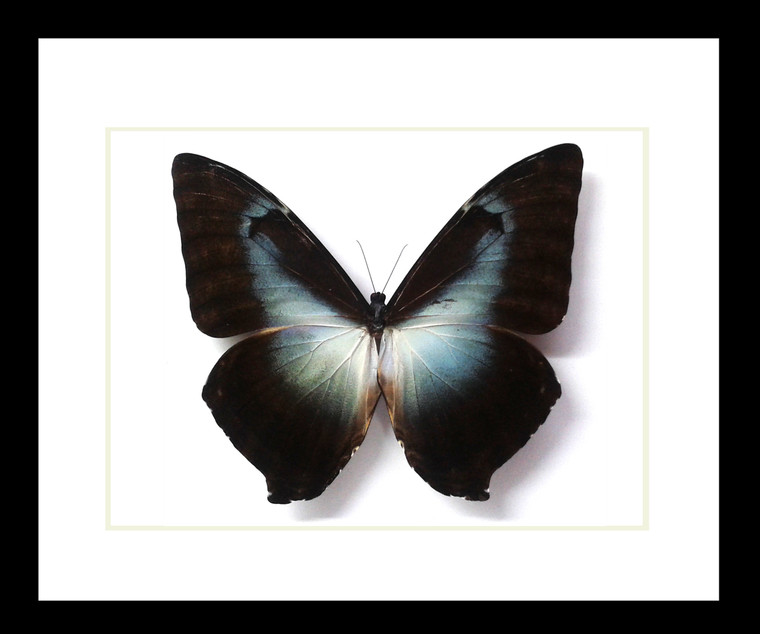 Morpho phanodemus blue