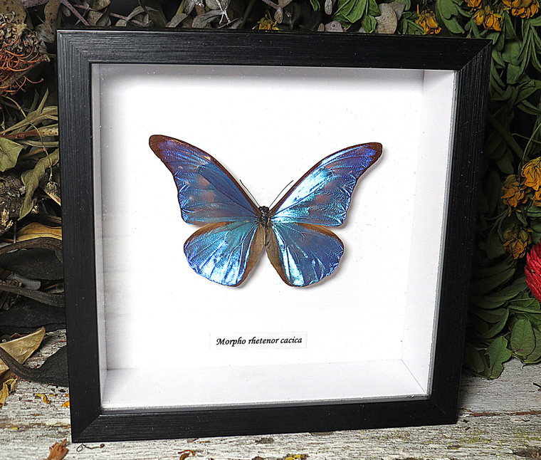 Morpho rhetenor cacica