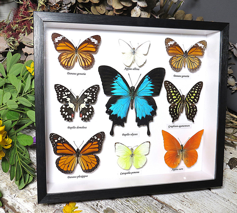 Australian butterfly