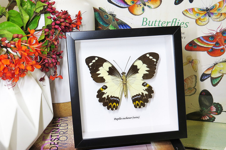 butterflies Australia for sale framed shadowbox real butterfly Papilio euchenor  Bits & Bugs 
