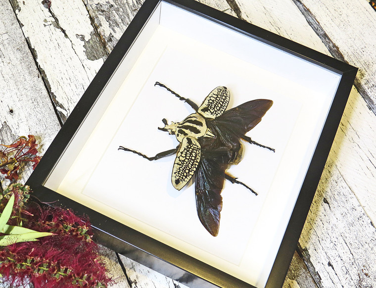 Goliath orientalis African beetle Bits & Bugs 