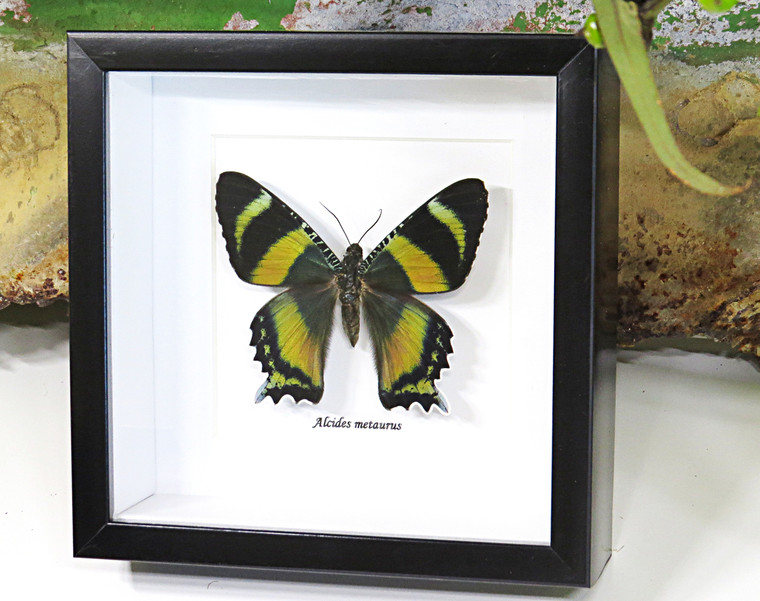 Australian Moth Alcides metaurus Bits & Bugs