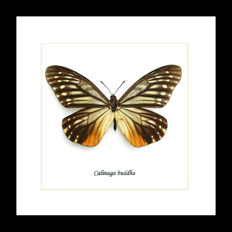 Butterfly collection Calinaga buddha  Bits & Bugs 