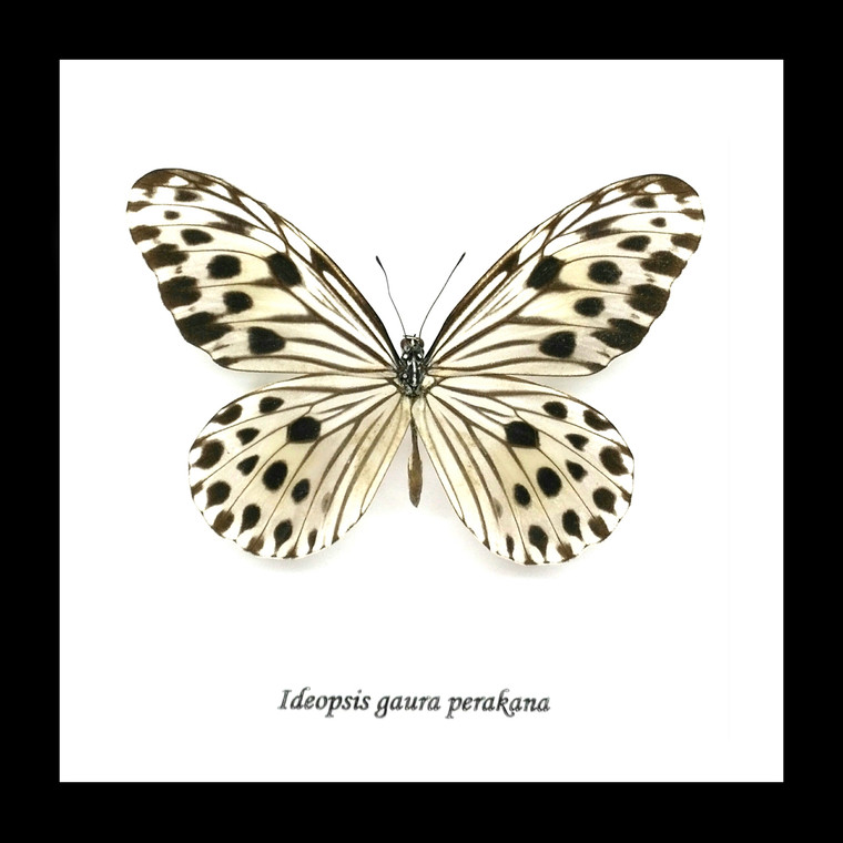  Butterfly Ideopsis gaura perakana Bits & Bugs