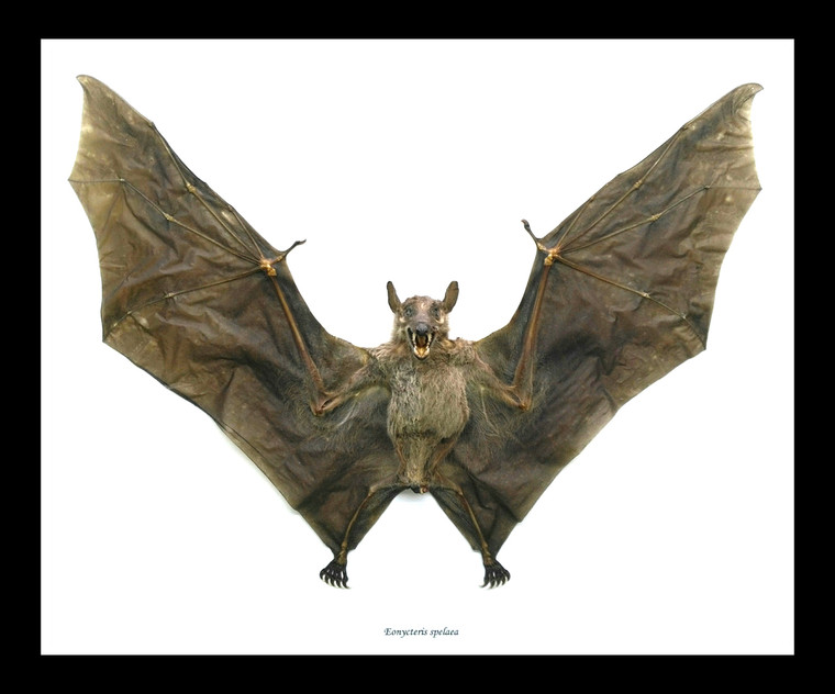 Eonycteris spelaea bat Bits & Bugs 