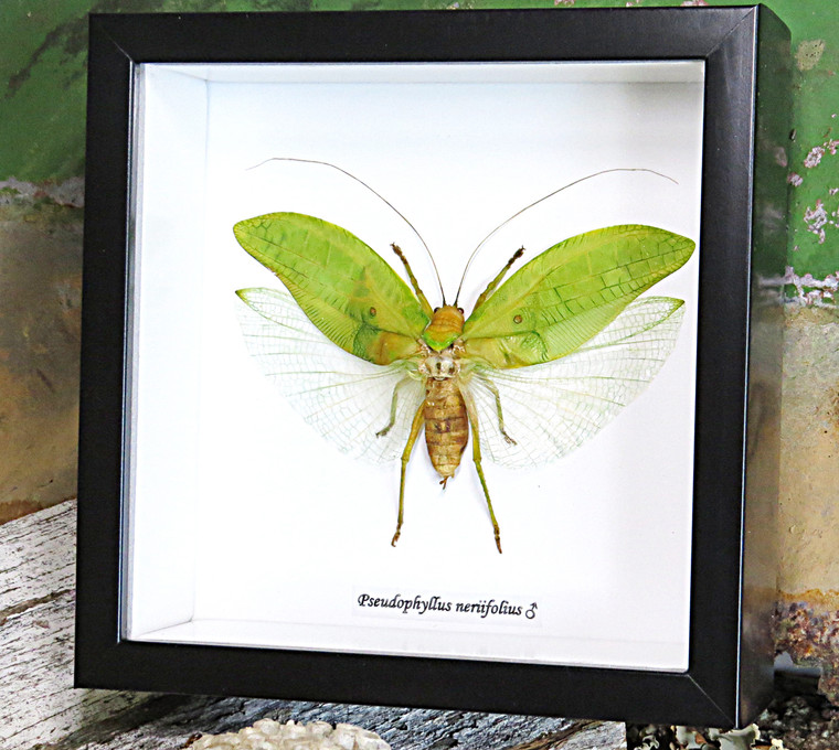 Pseudophyllus neriifolius Bits & Bugs 