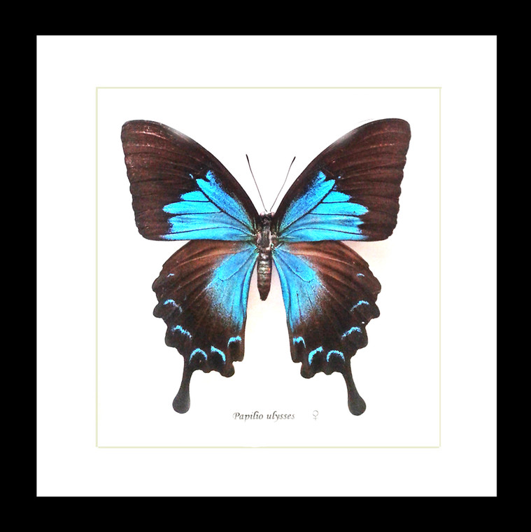 Australian butterfly Papilio ulysses female Bits & Bugs 