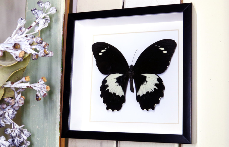 Real butterfly in shadowbox Papilio gambrisius Bits & Bugs