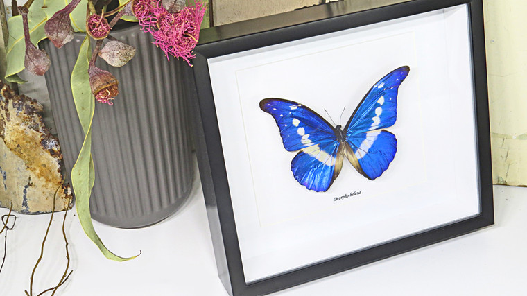 Blue butterfly Morpho rhetenor helena Bits & Bugs 