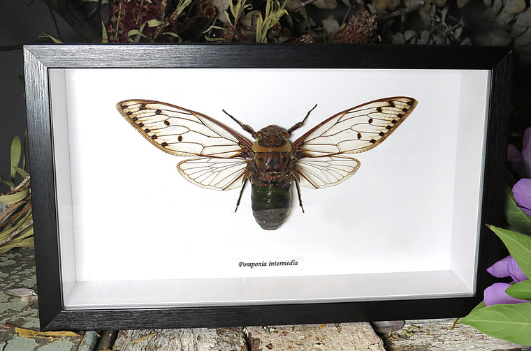 Pomponia intermedia