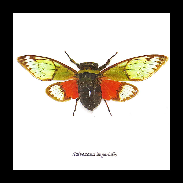 cicada bug insect for sale taxidermy Salvanza imperialis