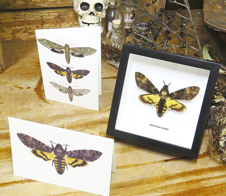Insect bug bee butterfly dragonfly taxidermy entomology beetle moth