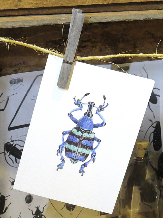 Insect bug bee butterfly dragonfly taxidermy entomology beetle moth