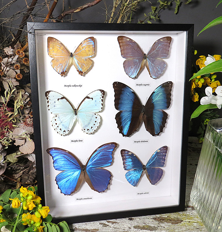 morpho butterfly