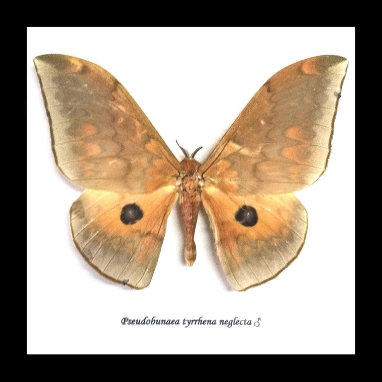 Pseudobunaea tyrrhena neglecta 