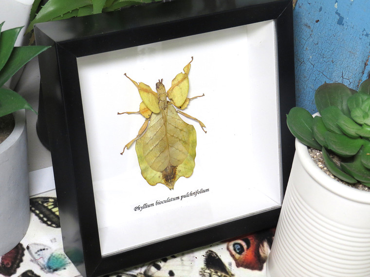 Phyllium bioculatum pulchrifolium