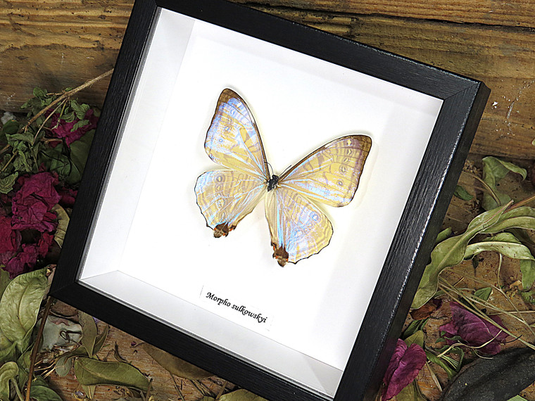 Morpho sulkowskyi