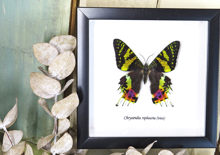 Real butterfly framed Chrysiridia rhipheus ( Sunset Moth ) Bits&Bugs 