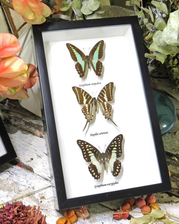 Australian butterfly collection Graphium sarpedon,Graphium euryplus + Graphium aristeus