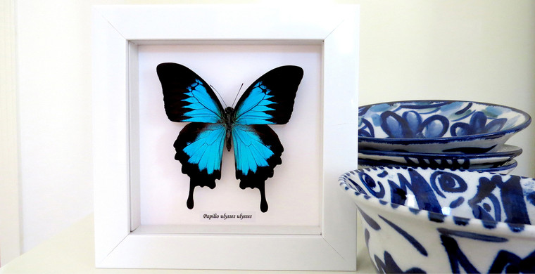 Papilio ulysses in white frame Bits&Bugs 