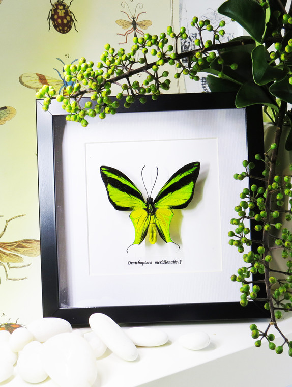 Ornithoptera meridionalis