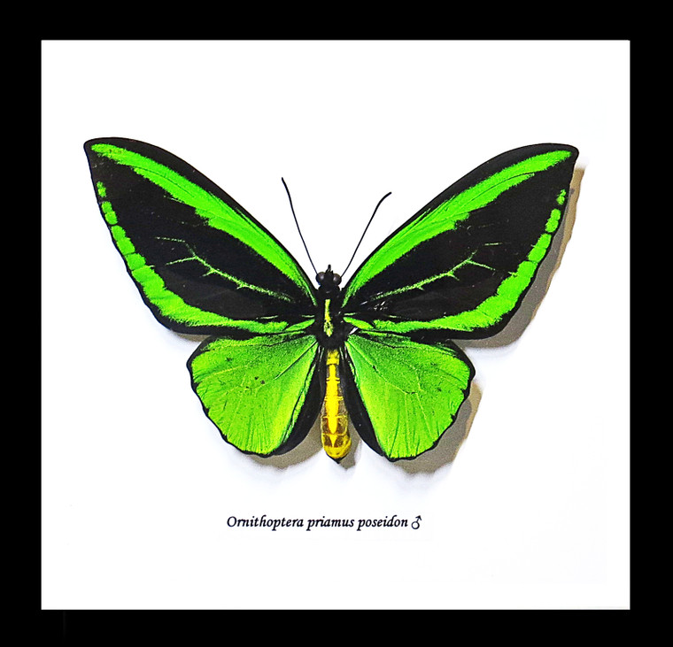 Ornithoptera priamus poseidon 