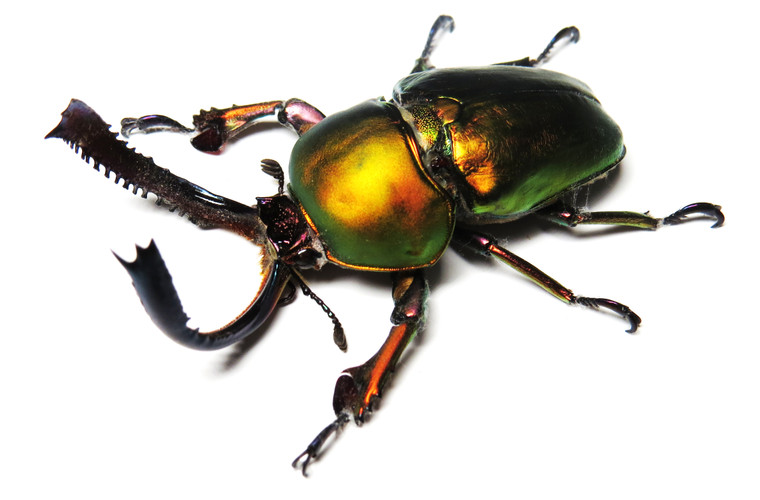 Lamprima adolphinae