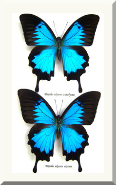 Australian butterfly Dunk Island Papilio ulysses