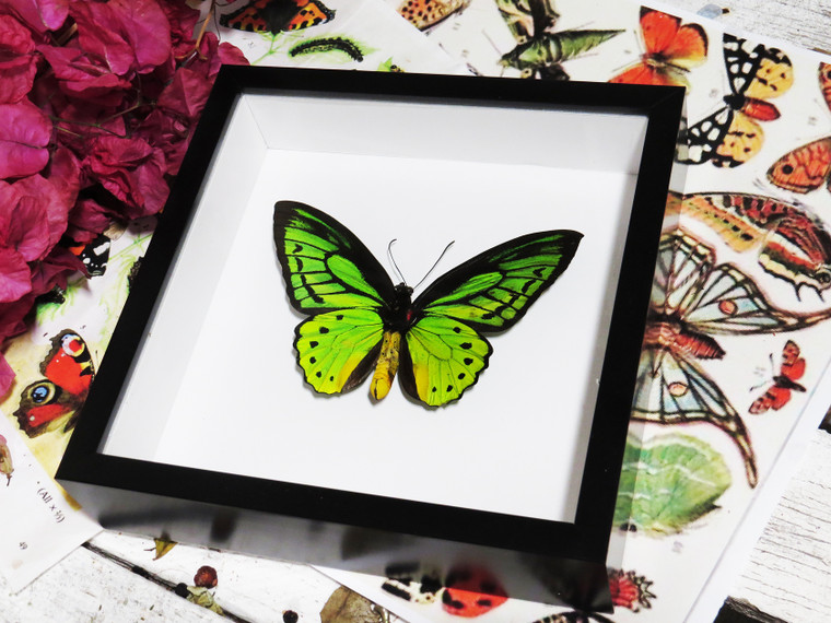 BJOPPV Ornithoptera Priamus poseidon