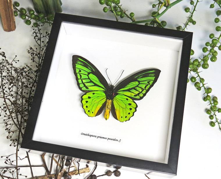 Ornithoptera priamus poseidon