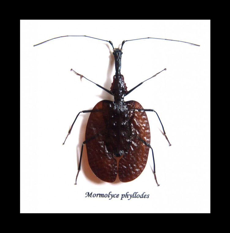 Violin beetle Mormolyce phyllodes real insect Bits and Bugs