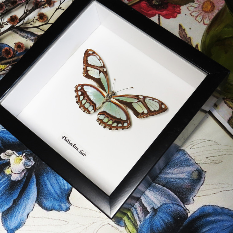 BAPDIV Philaethria dido 