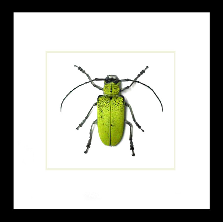 Beetles bugs insects Celosterna pollinosa framed beetle Bits & Bugs