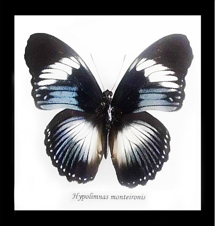 Real butterfly Hypolimnas monteironis Bits&Bugs 