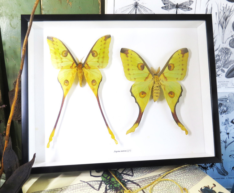 Argema mittrei female + male ( special )