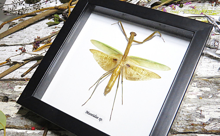 Mantid Praying Mantis Australian insect Bits & Bugs 