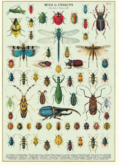  Gift wrap paper Bugs & Insects