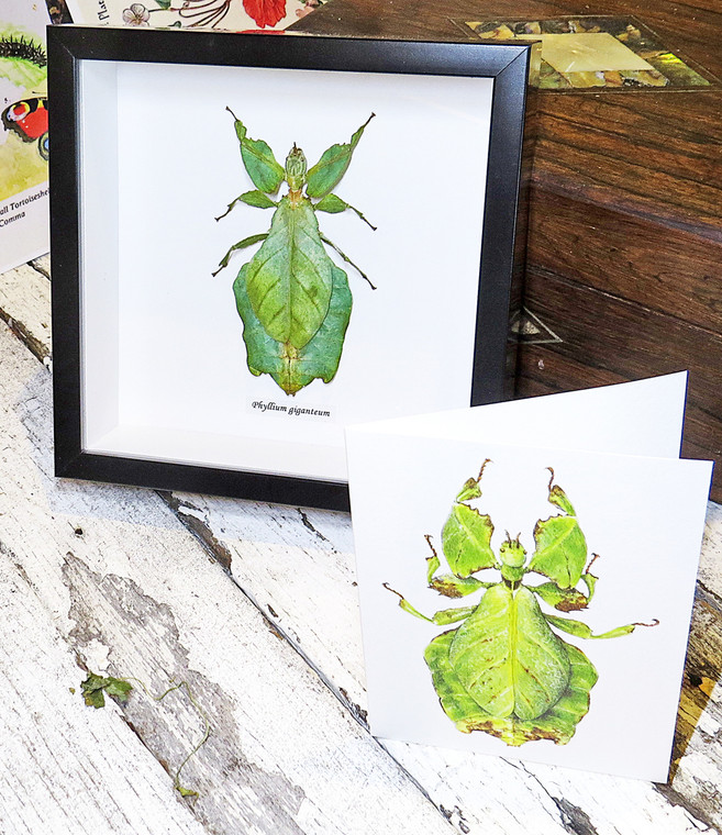 Leaf insect real bug Phyllium giganteum Bits & Bugs