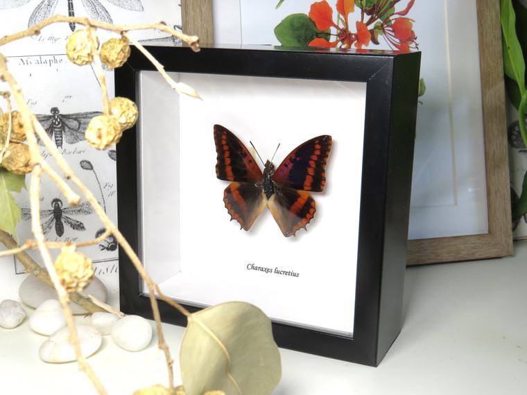 Charaxes lucretius