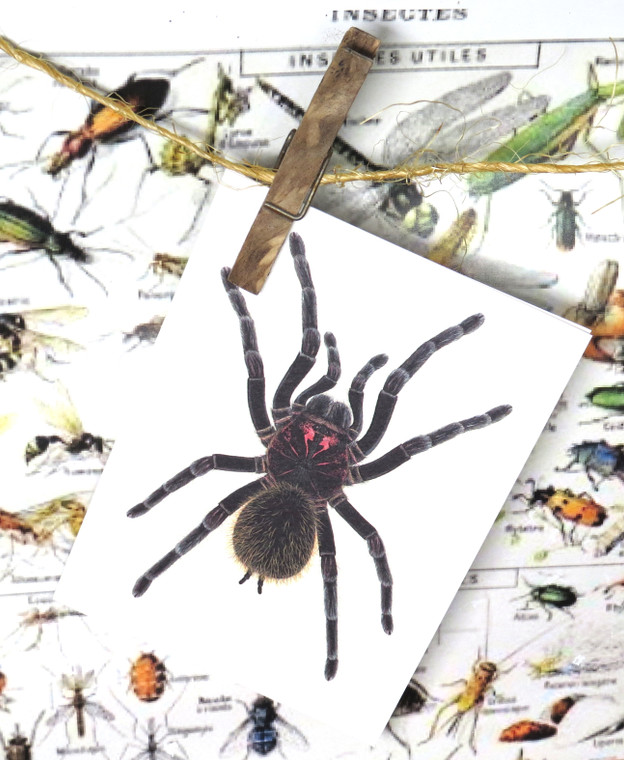 insect bug  bees entomology taxidermy for sale Bits and Bugs