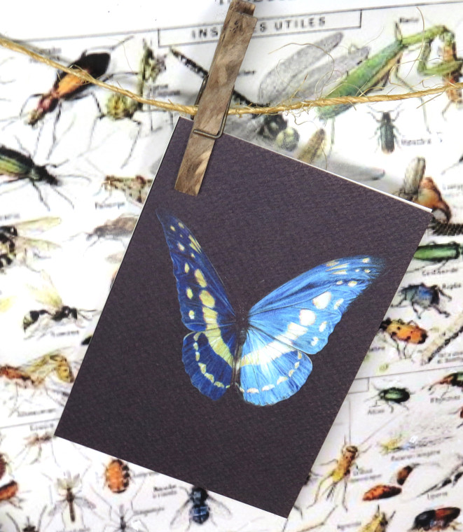 insect bug  bees entomology taxidermy for sale Bits and Bugs