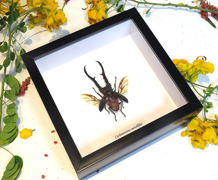 Cyclommatus metallifer