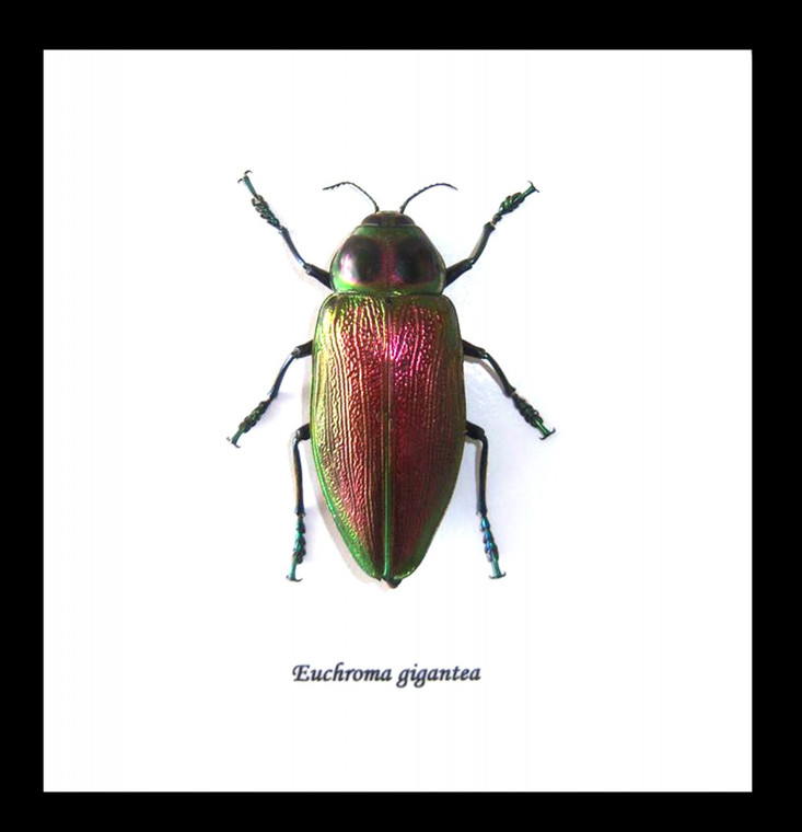 bugs beetles insects Euchroma gigantea Bits & Bugs