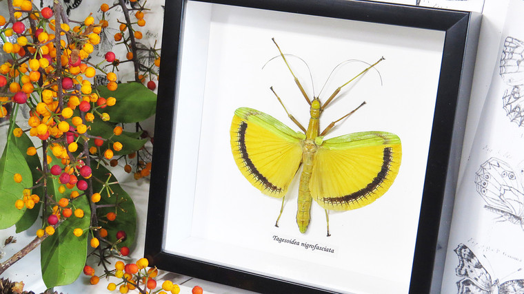 Phasmid insect Tagesoidea nigrofasciata Bits & Bugs 