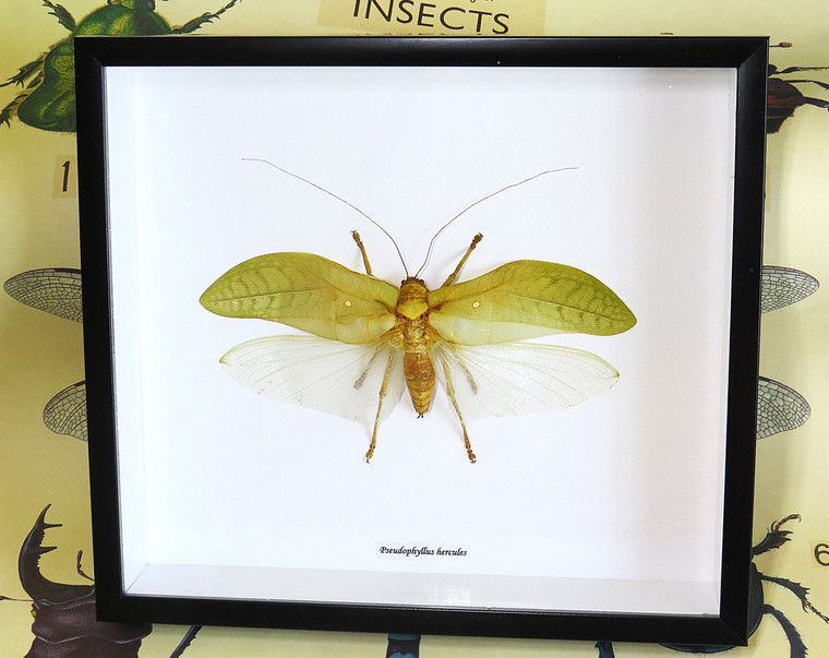 Pseudophyllus hercules Bits & Bugs 